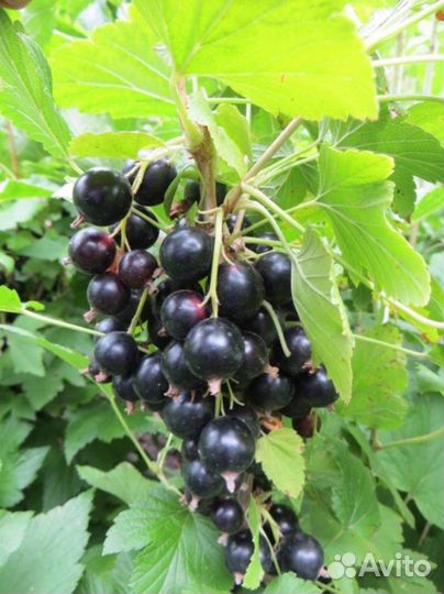 Смородина черная Памяти Потапенко