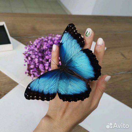 Ферма живых бабочек для детей