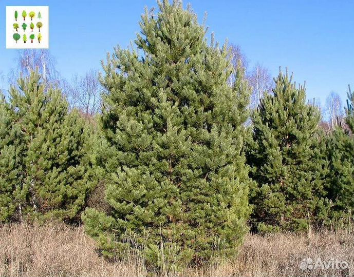 Саженцы сосна с гарантией