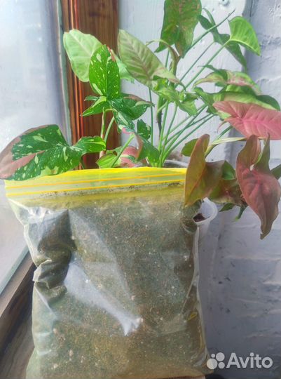 Грунт для комнатных растений