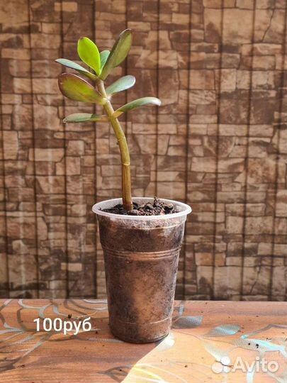 Крассула (денежное дерево)