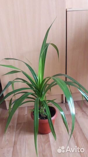 Цветы для дома и офиса