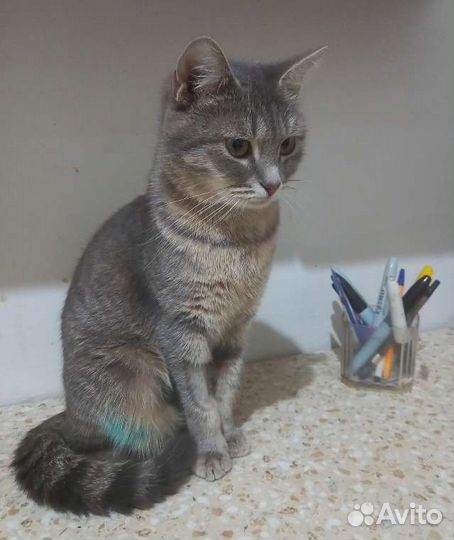 Кошка в дар