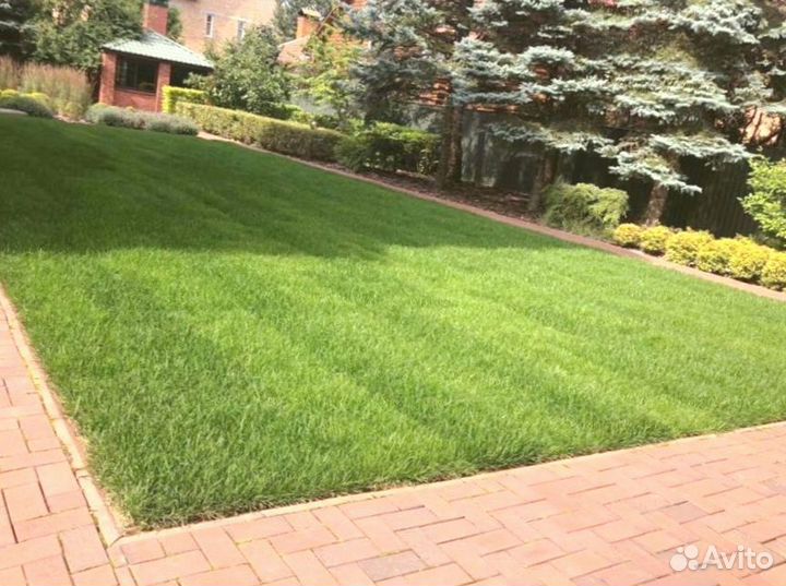 Рулонный газон