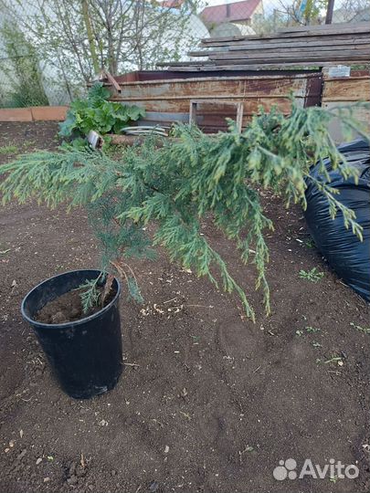 Можжевельник