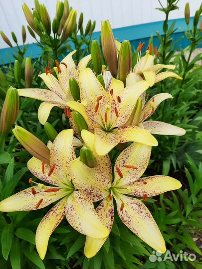 Тигровые желтые лилии луковицы