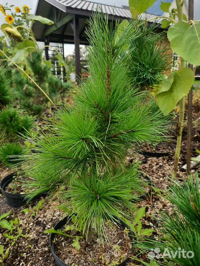 Саженцы кедра