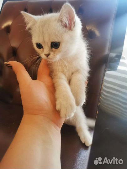 Британская