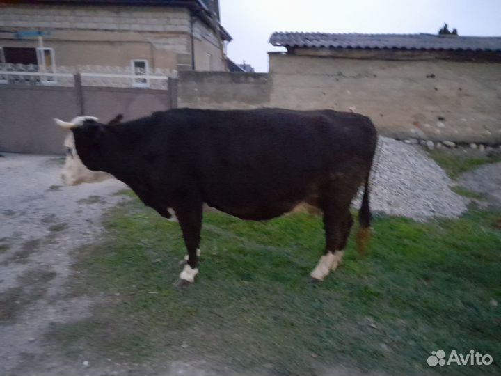 Корова стельная