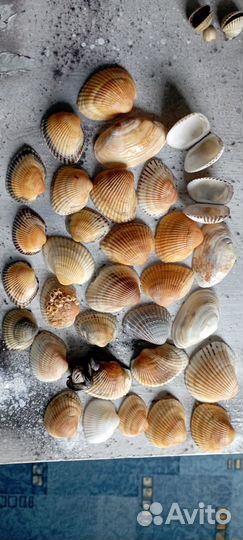 Морские ракушки раковины 1,7 кг