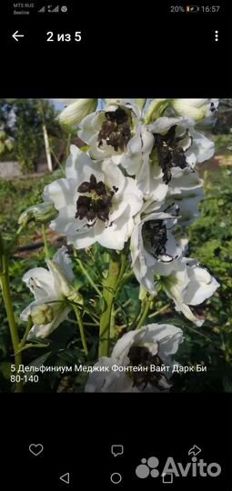 Цветы многолетники