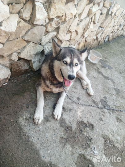 Отдам в добрые руки хаски