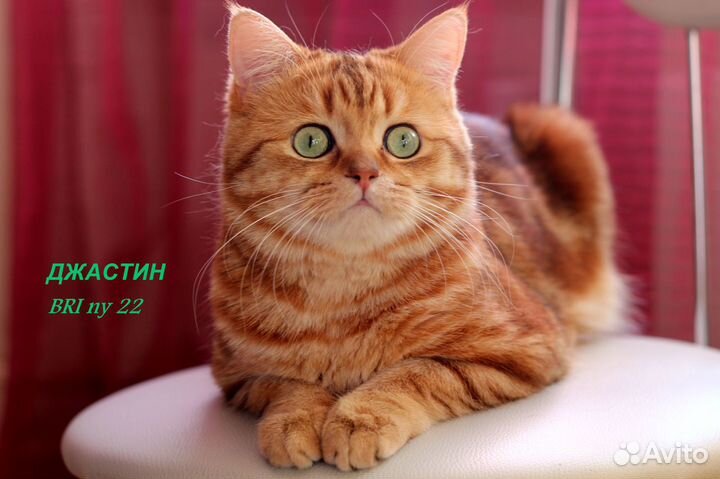 Роскошный Джастин, 9 лет, золотой мрамор