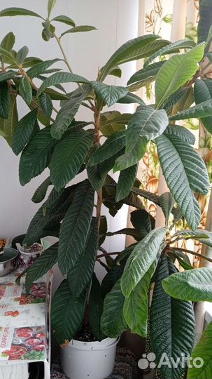 Мушмула японская