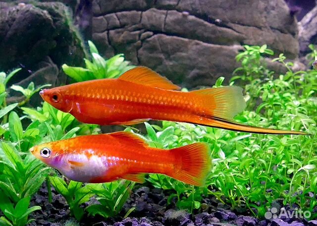 Рыбки меченосцы, молинезии, улитки апулярии