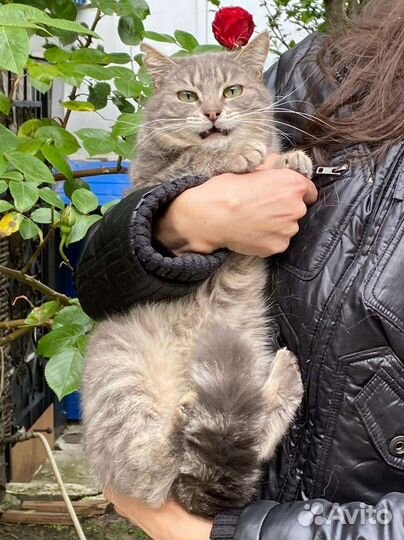 Кошка в заботливые руки