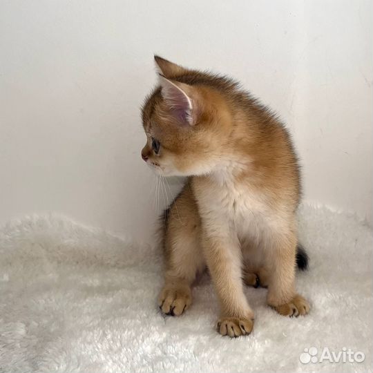 Котенок