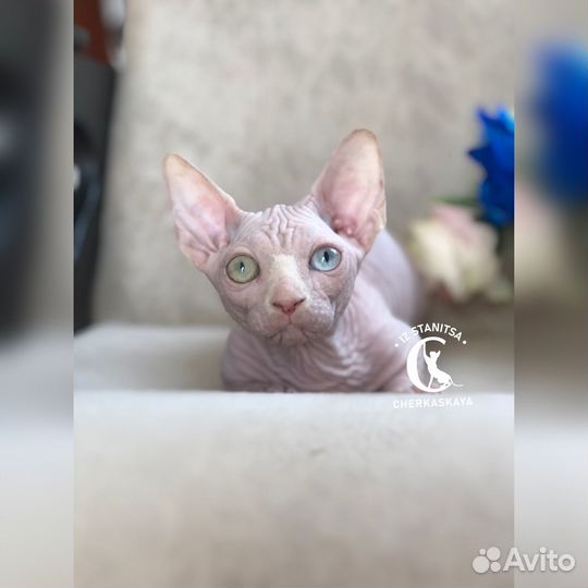 Канадский сфинкс