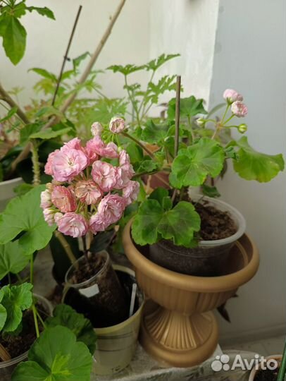 Пеларгония анна жанет