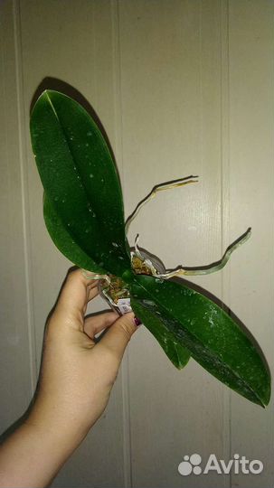 Орхидея Cupid Star SON YA