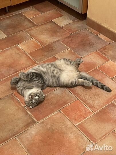 Шотландский кот Вязка бесплатно у вас