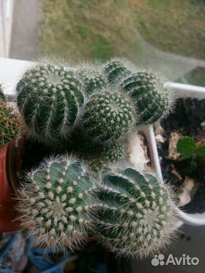 Церопегия Вуда, молочаи, кактусы, хавортии, алоэ