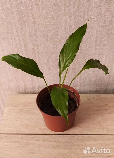 Спатифиллум - женское счастье (отростки)