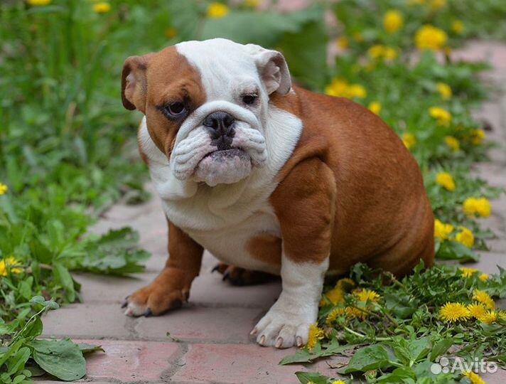 Щенок девочка английского бульдога