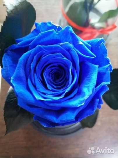 Роза в колбе синяя
