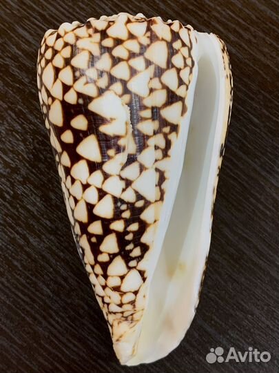 Морские ракушки раковины