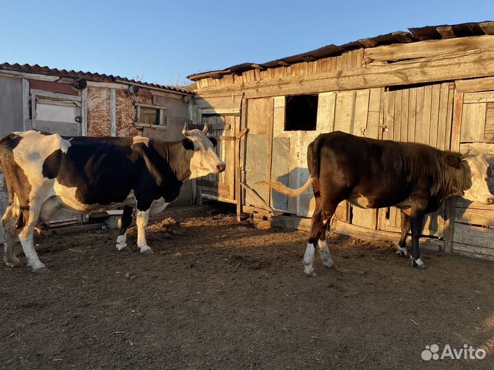 Коровы и телки стельные