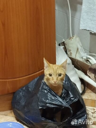 Отдам кота в добрые руки