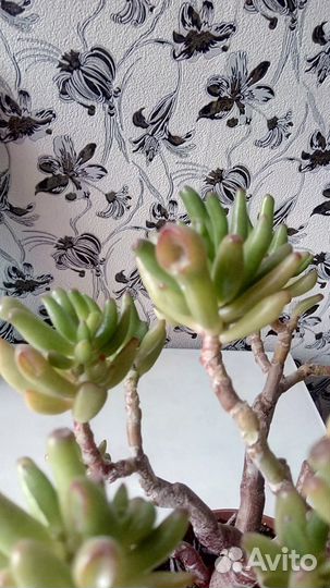 Денежное дерево.Толстянка овальная 