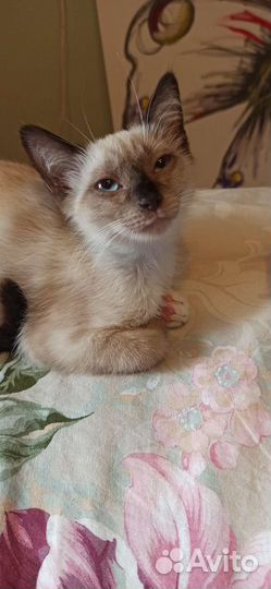Сиамские котята