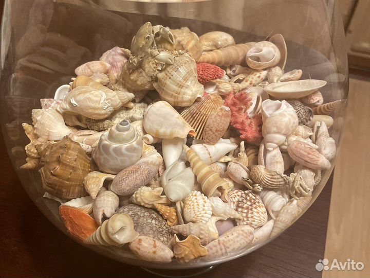 Аквариум с ракушками