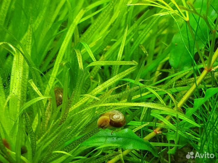 Улитки катушки тигровые и красные