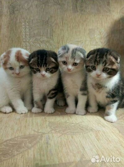 Шотландские котята