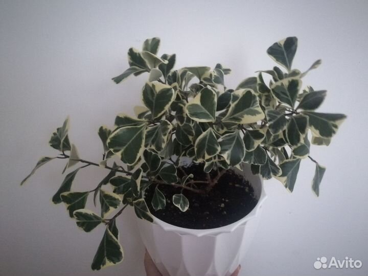 Фикус триангулярис. Крассула хоббит. Толстянка