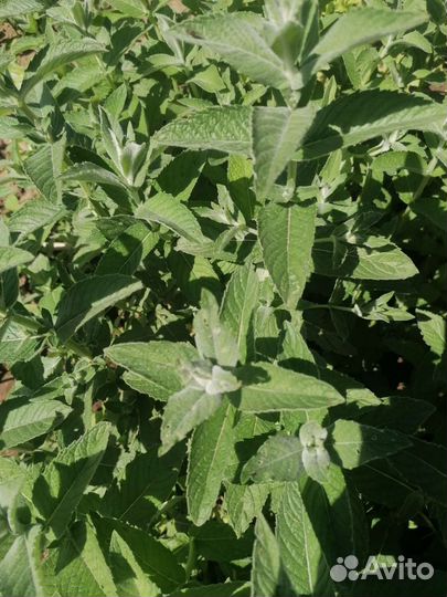 Мята откапываю и на срез