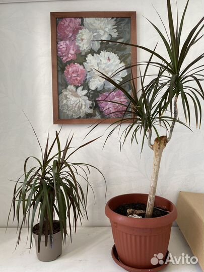 Картина с пионами