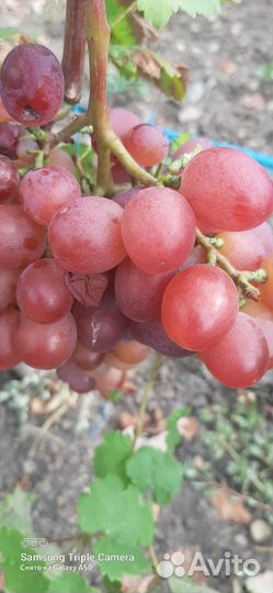 Продаю столовый виноград