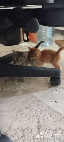 Кошечки ищут хозяев