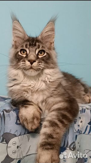 Котёнок мейн кУн Шикарный Серебряный Львенок