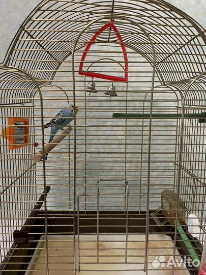 Волнистый попугай с клеткой