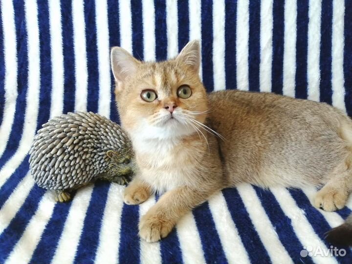 Британские котята золотого окраса