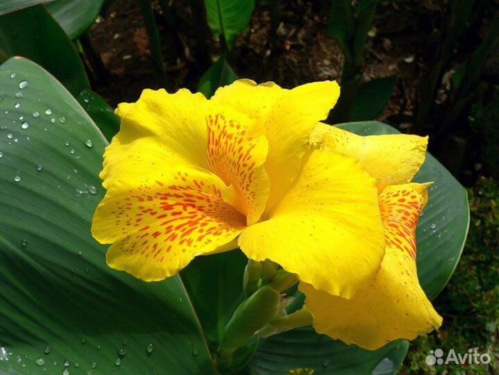 Канны (цвет - разный )