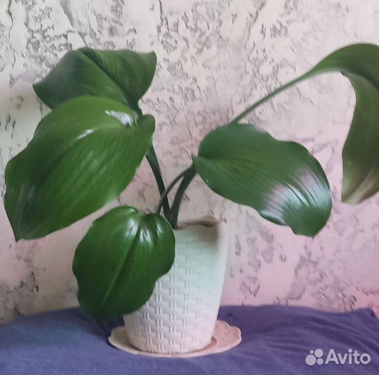 Эухарис амазонская лилия