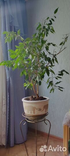 Фикус бенджамина