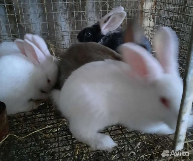 Калифорния,хиплюс