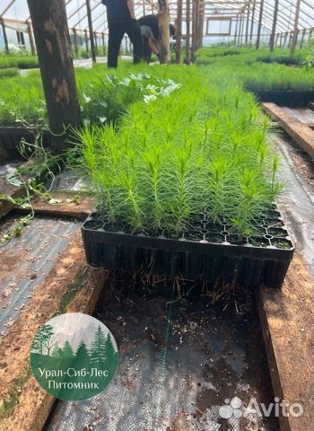 Зкс Сосна сеянцы Ели Лиственницы окс Голуб Горная